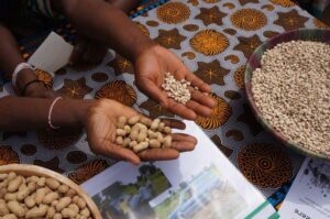 Hands full of SLOW beans in Burkina Faso