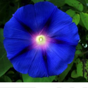 Moonflower